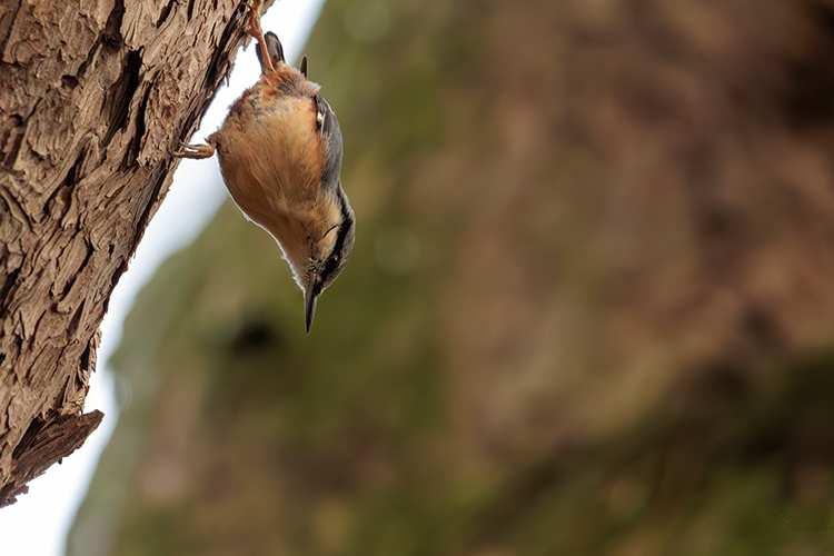Sitta europaea on scots pinet